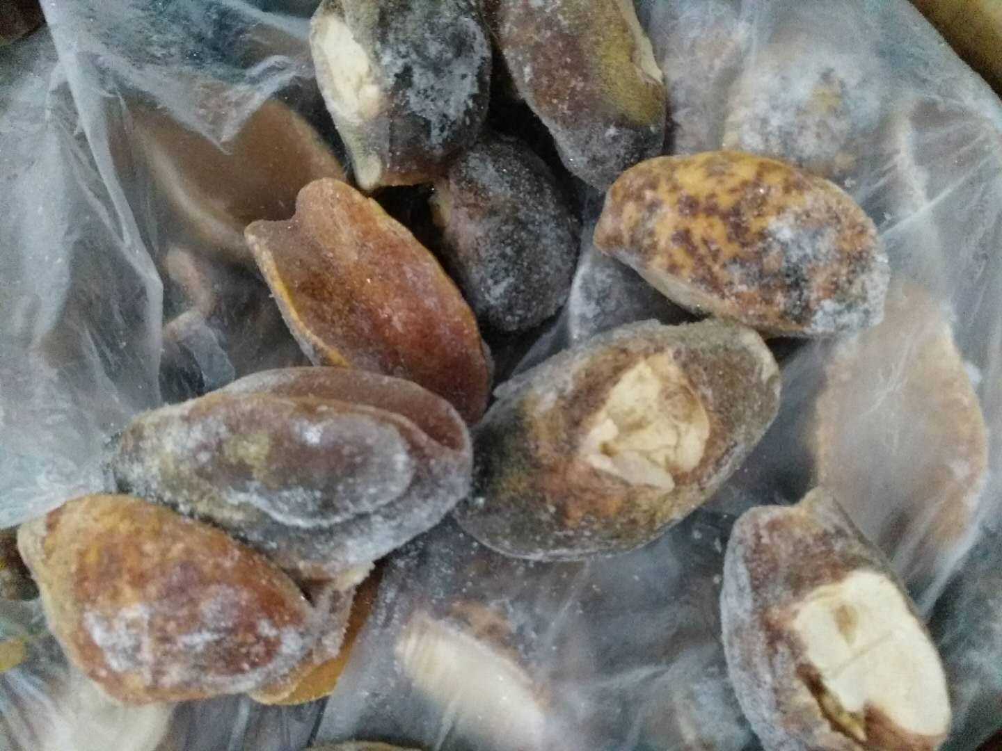非洲凍海螺肉進口清關(guān)案例